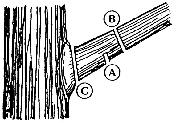 The three cut method for pruning a tree branch